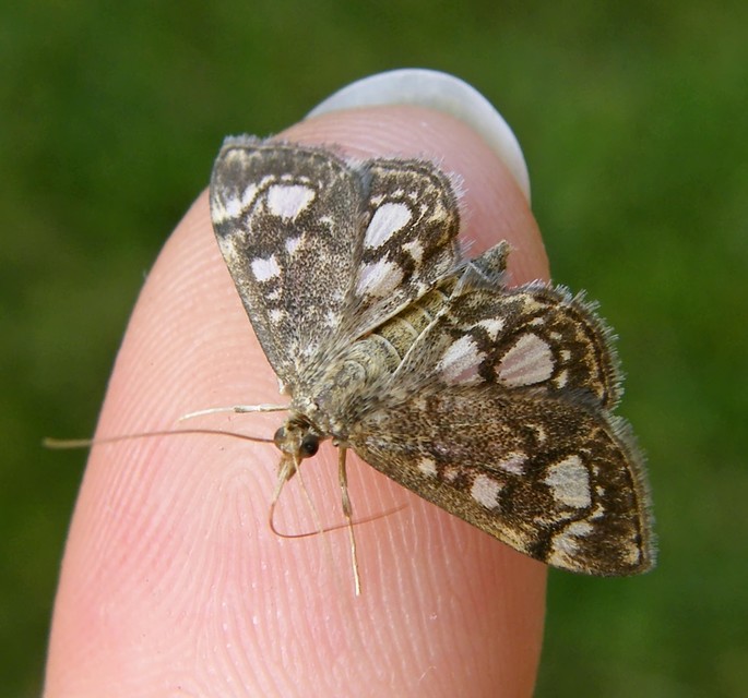 Anania coronata - koronás dudvamoly