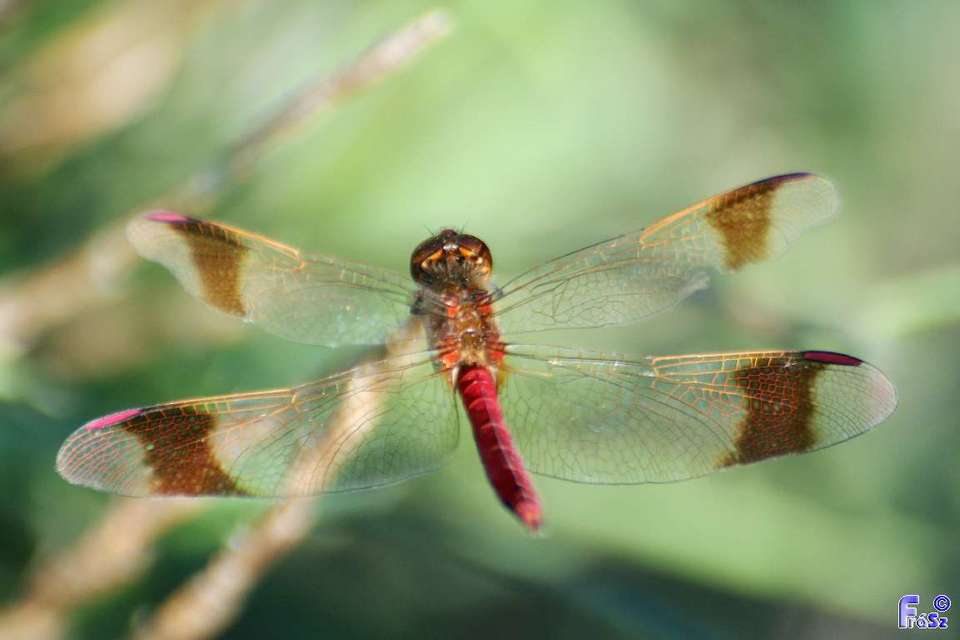 Sympetrum pedemontanum - szalagos katona-szitakötő