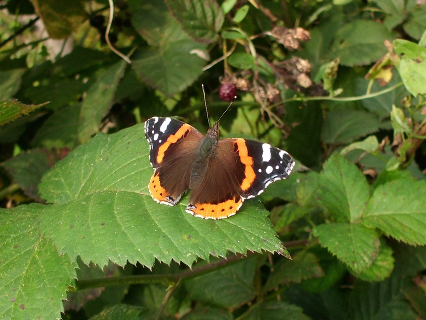 Vanessa atalanta - atalantalepke