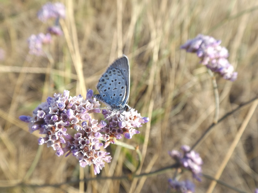 Plebejus argus - ezüstös boglárka