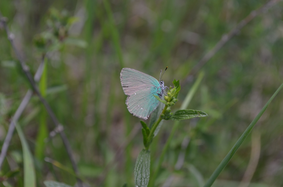 Callophrys rubi - zöldfonákú lepke