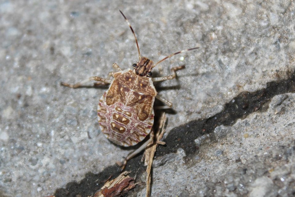 halyomorpha halys - Halyomorpha halys