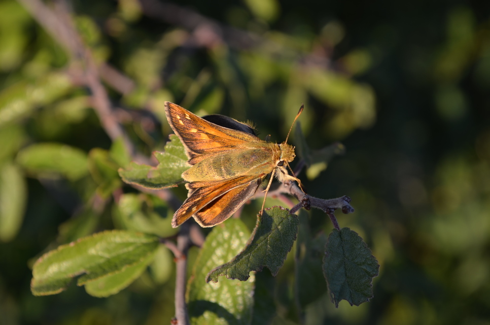 Hesperia comma - vesszős busalepke