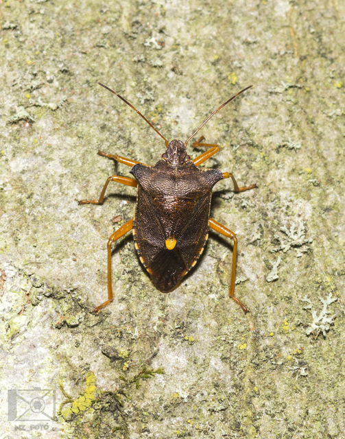 Pentatoma rufipes - vöröslábú címerespoloska Pentatoma rufipes - vöröslábú címerespoloska