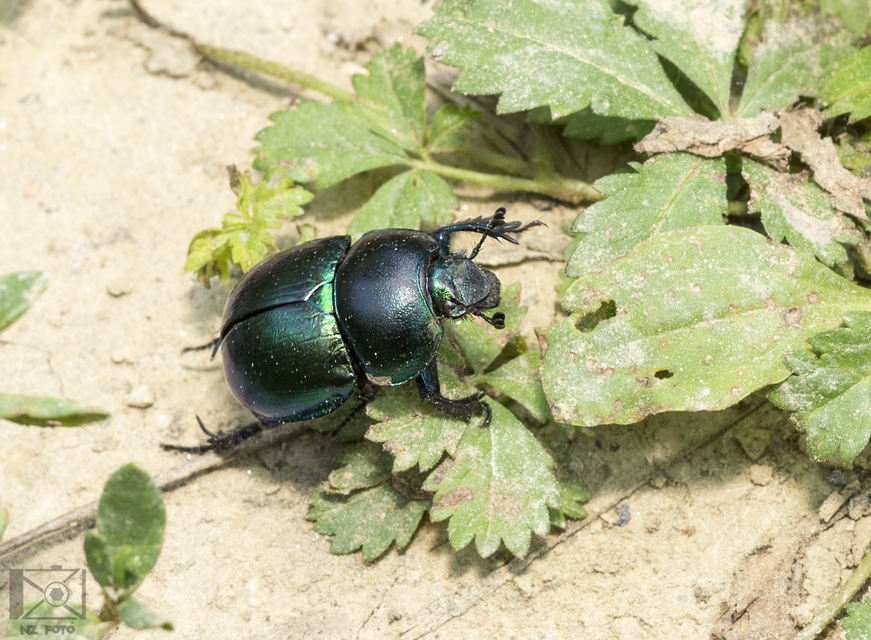 Trypocopris vernalis - tavaszi álganéjtúró
