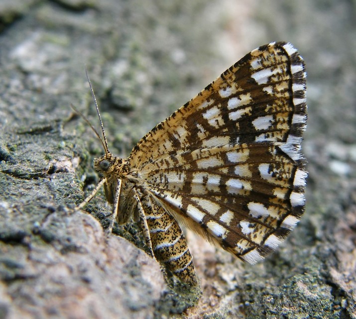 Chiasmia clathrata - rácsos rétiaraszoló