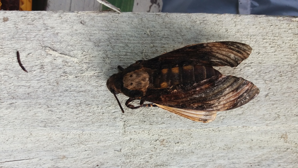 Acherontia atropos - halálfejes lepke