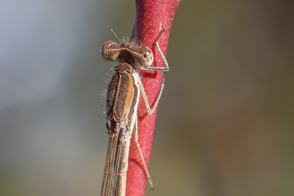 Sympecma fusca - téli rablószitakötő
