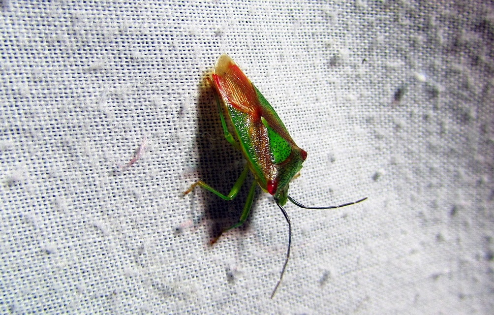 Acanthosoma haemorrhoidale - nagy dajkapoloska Acanthosoma haemorrhoidale - nagy dajkapoloska