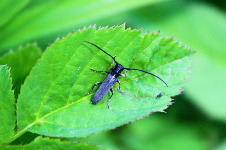 Phytoecia cylindrica - medvelapucincér