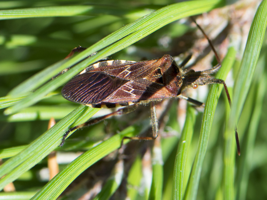 Leptoglossus occidentalis - nyugati levéllábú poloska