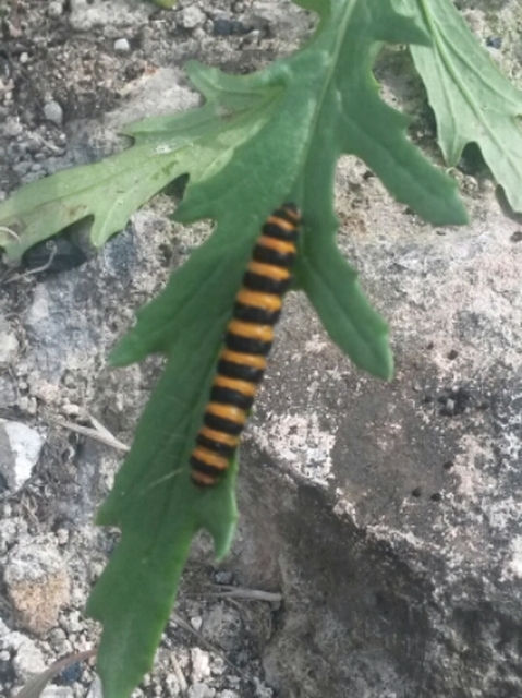 Tyria jacobaeae - jakabfű-medvelepke