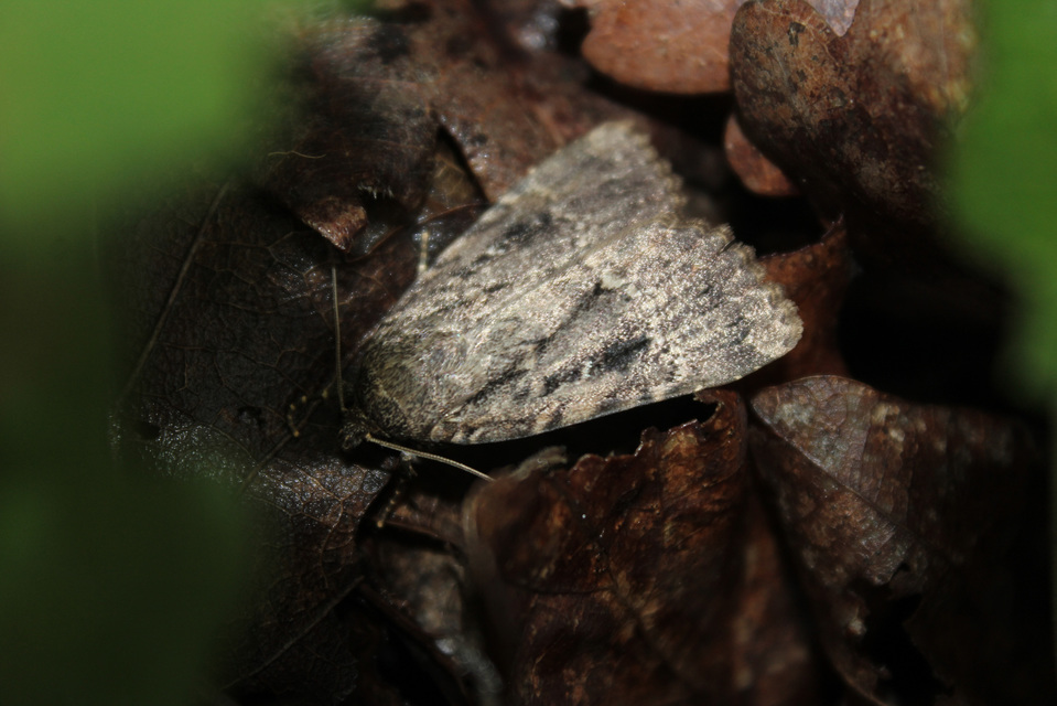 Amphipyra berbera/pyramidea