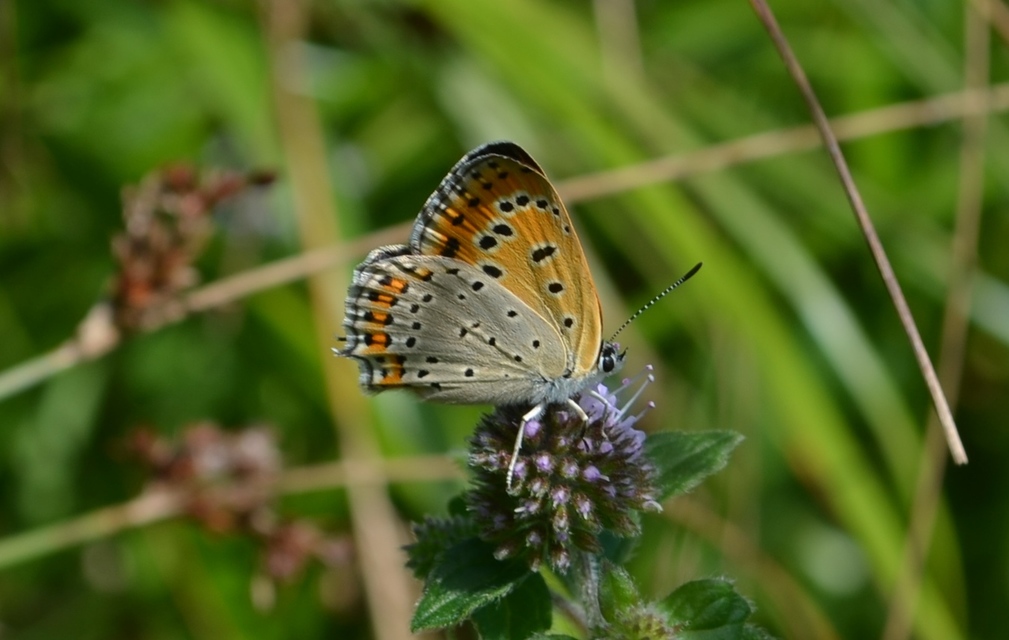 Lycaena thersamon - kis tűzlepke