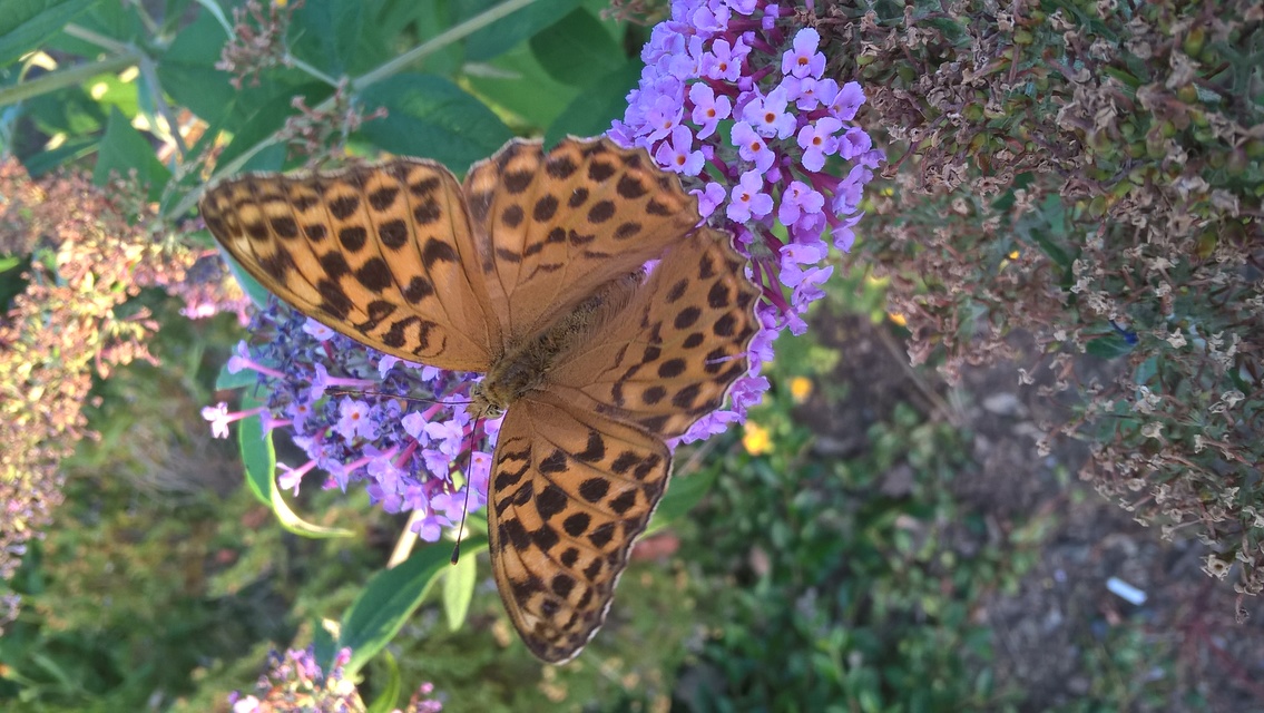 Argynnis paphia - nagy gyöngyházlepke