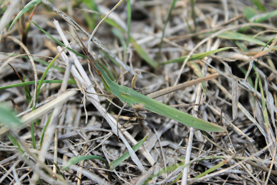 Acrida ungarica - sisakos sáska Acrida ungarica - sisakos sáska