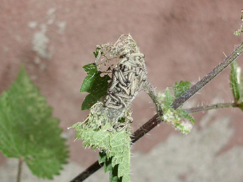 Nymphalis urticae - kis rókalepke