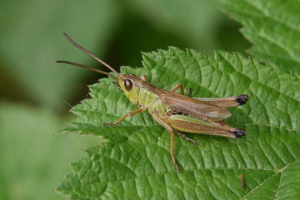 Pseudochorthippus parallelus - közönséges rétisáska