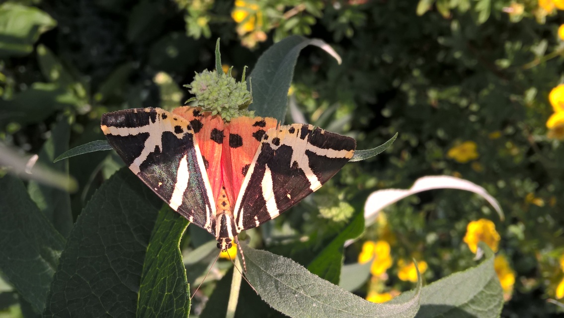 Euplagia quadripunctaria - csíkos medvelepke