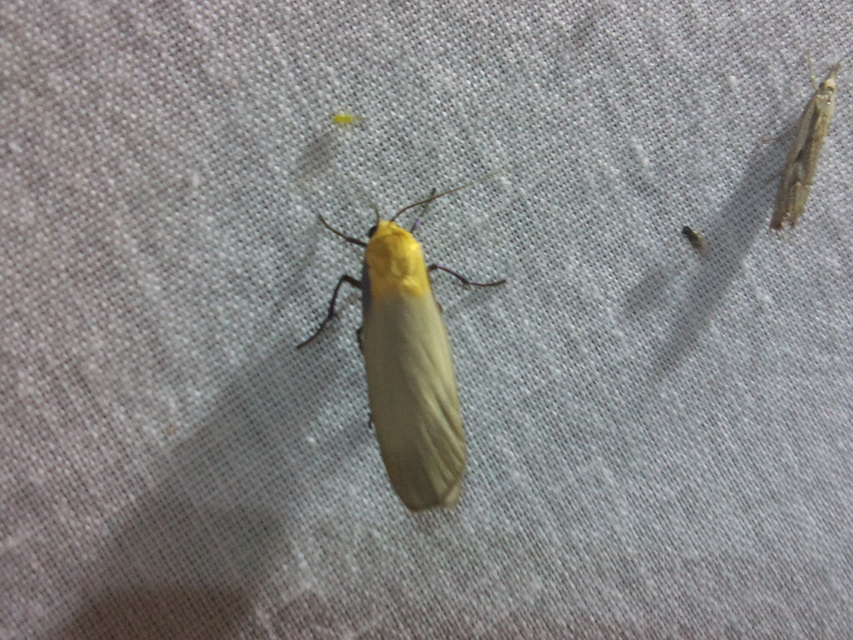 Lithosia quadra - négypettyes zuzmószövő