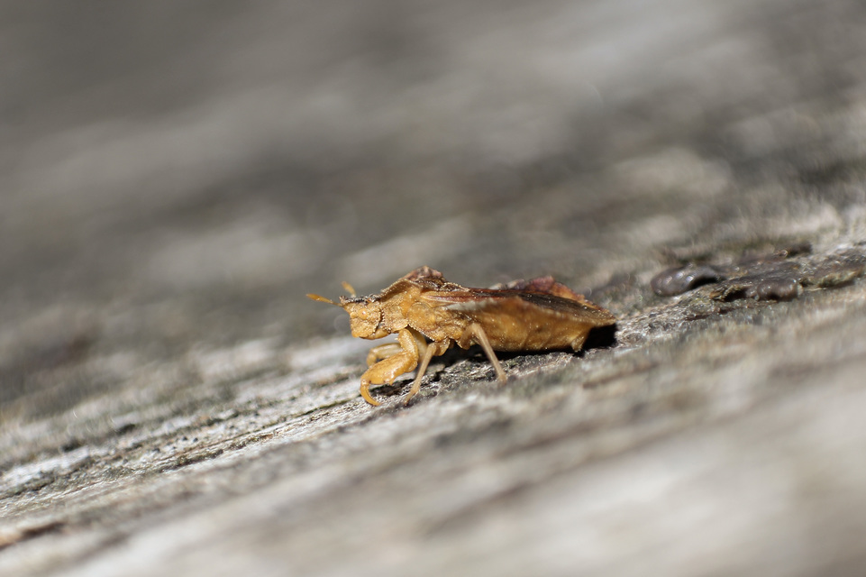 Phymata crassipes - fogólábú poloska