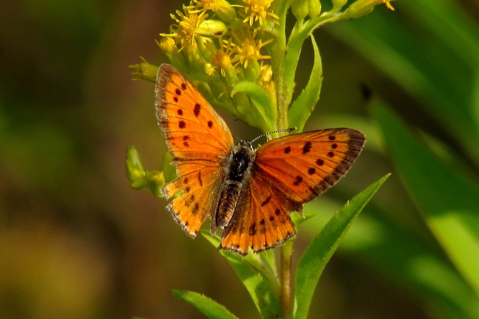 Lycaena dispar rutilus - nagy tűzlepke