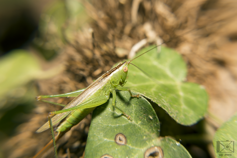 Conocephalus fuscus - kis kúpfejűszöcske
