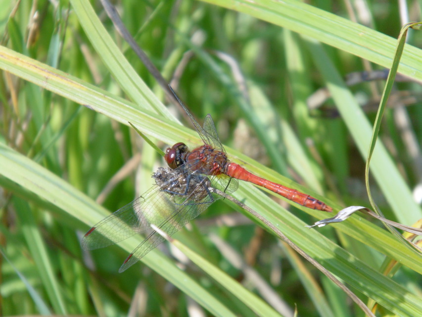 Sympetrum sanguineum - vörös katona-szitakötő