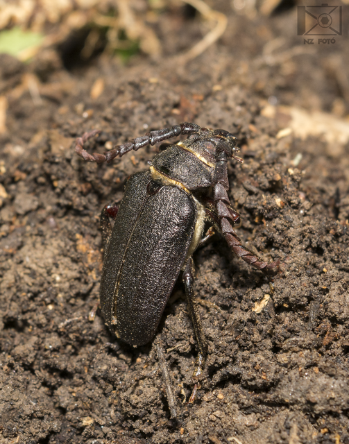 Prionus coriarius - csőszcincér