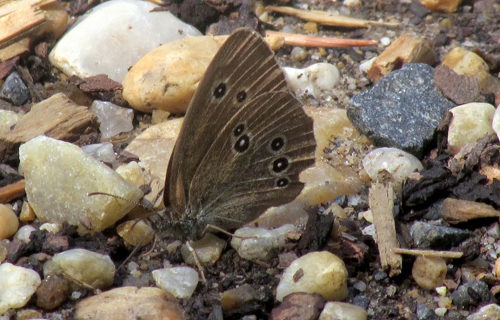 Aphantopus hyperanthus - közönséges ökörszemlepke