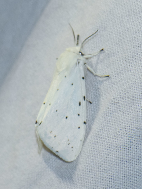 Spilosoma lubricipedum/urticae