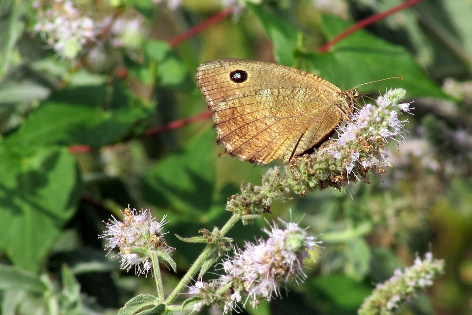 Minois dryas - fekete szemeslepke