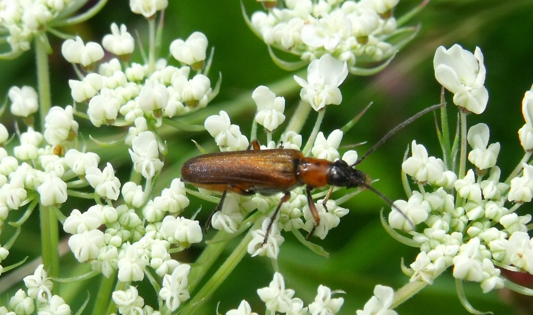 Anogcodes rufiventris Anogcodes rufiventris