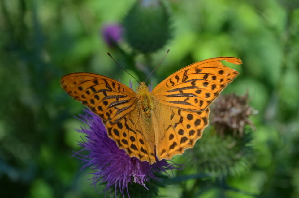 Argynnis paphia - nagy gyöngyházlepke