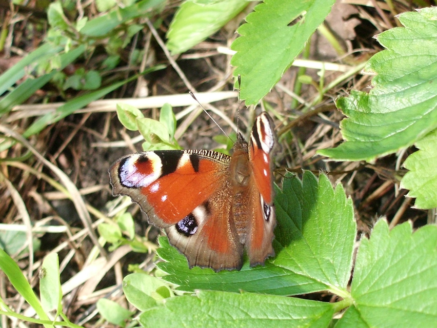 Nymphalis io - nappali pávaszem