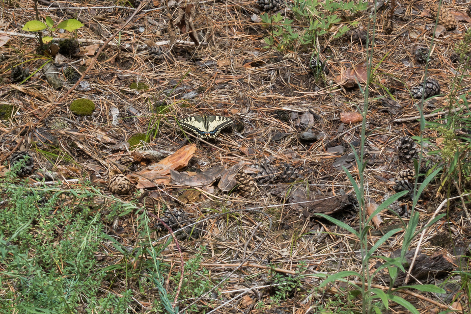 Papilio machaon - fecskefarkú lepke
