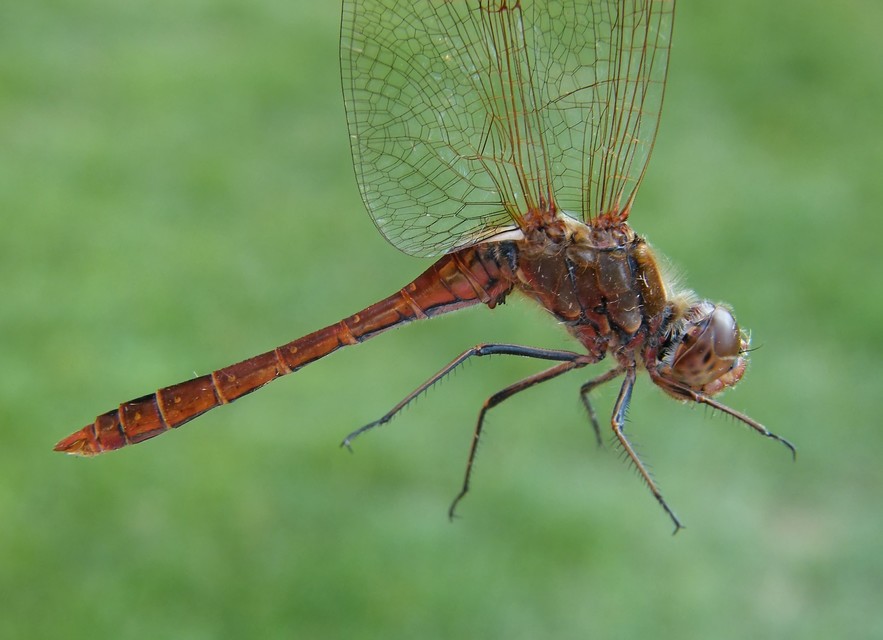 Sympetrum vulgatum - barkós katona-szitakötő