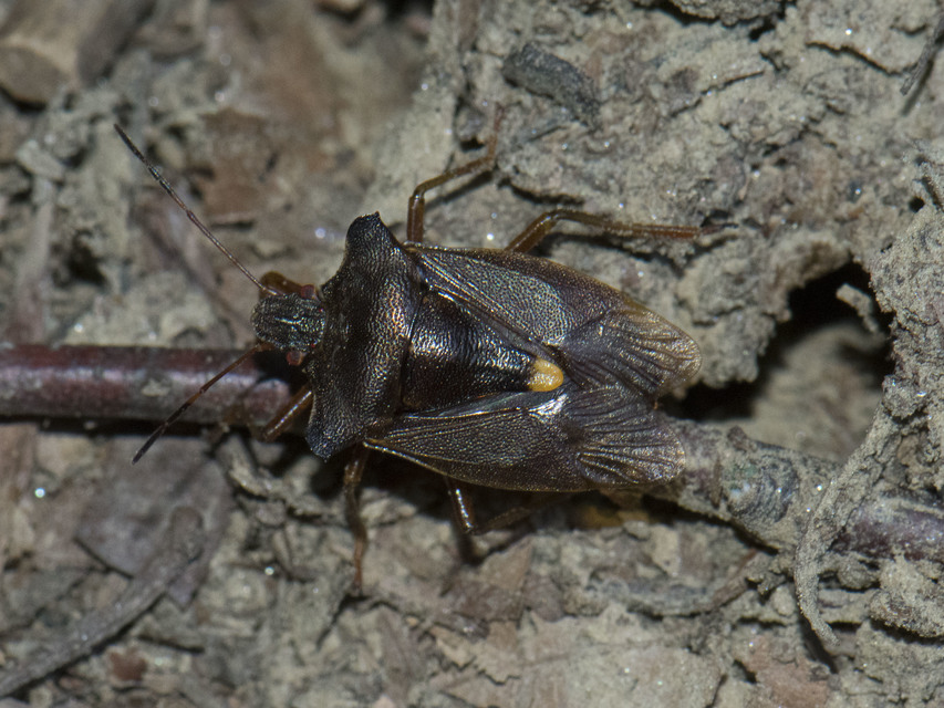 Pentatoma rufipes - vöröslábú címerespoloska Pentatoma rufipes - vöröslábú címerespoloska