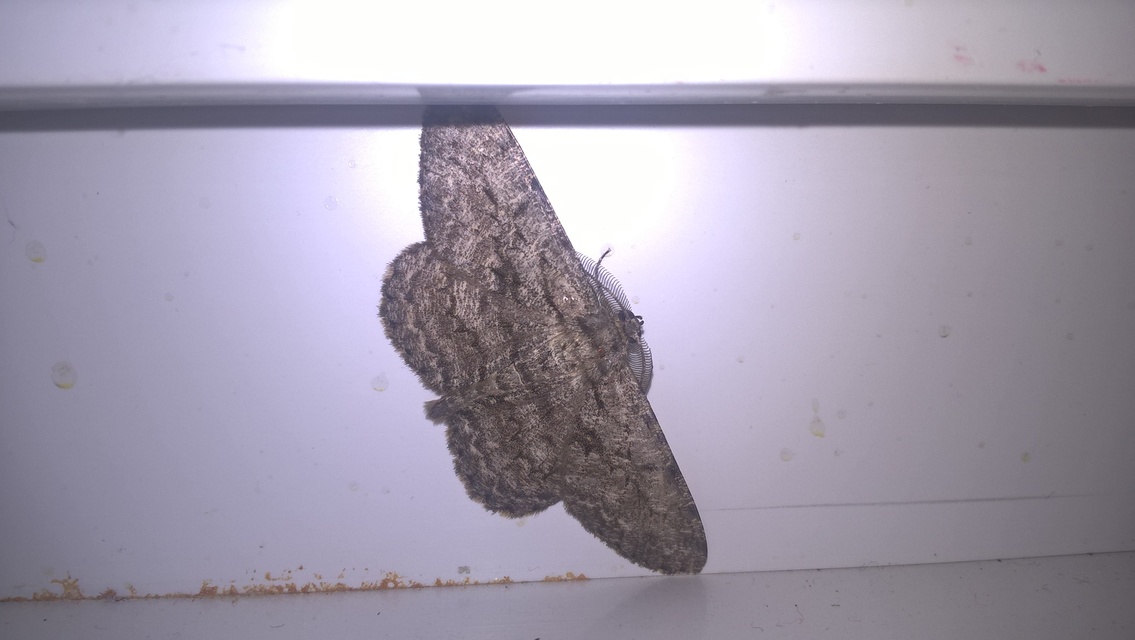 Hypomecis roboraria - nagy tölgyfaaraszoló