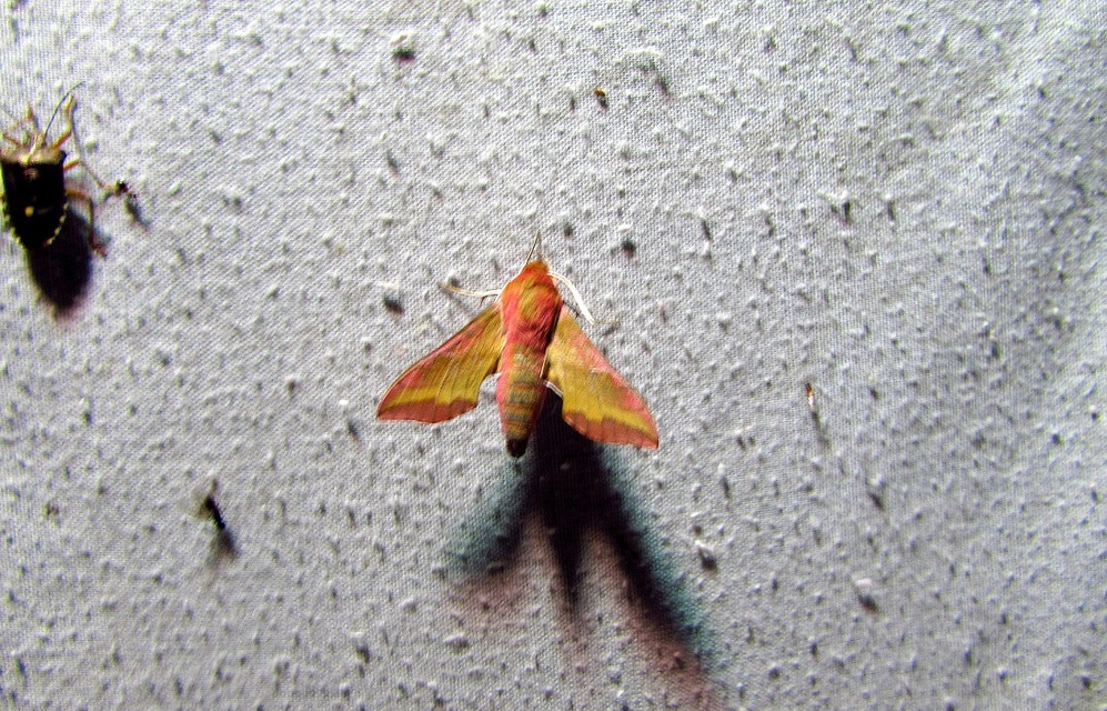 Deilephila porcellus - piros szender