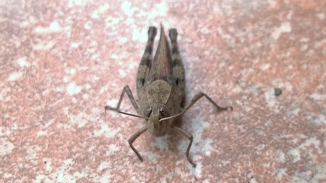 Calliptamus italicus - olaszsáska