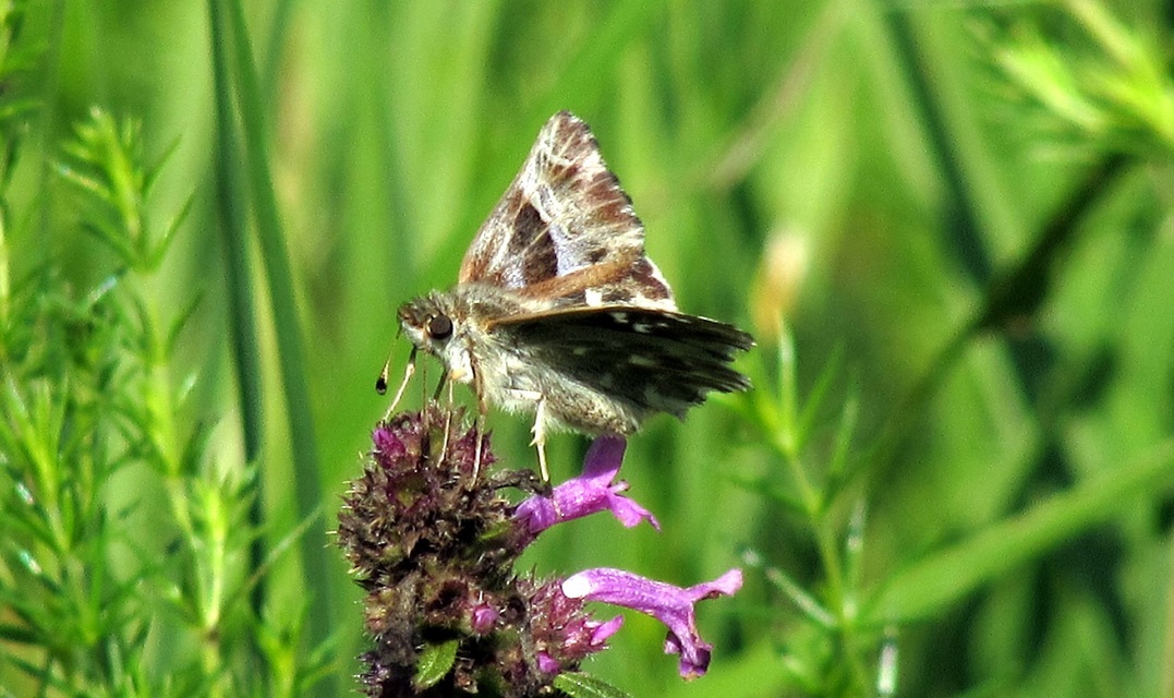 Carcharodus floccifera - pemetefű-busalepke