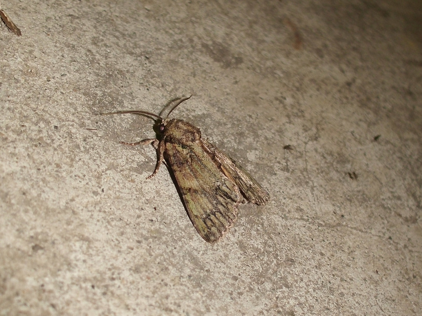 Polyphaenis sericata - selyemfényű erdeibagoly