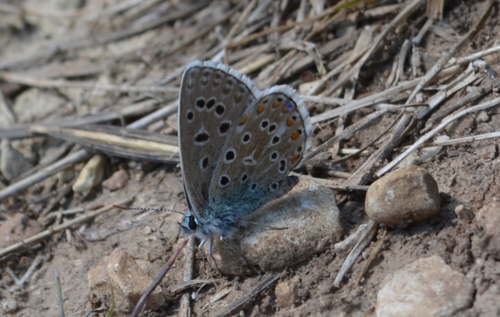 Polyommatus bellargus - égszínű boglárka