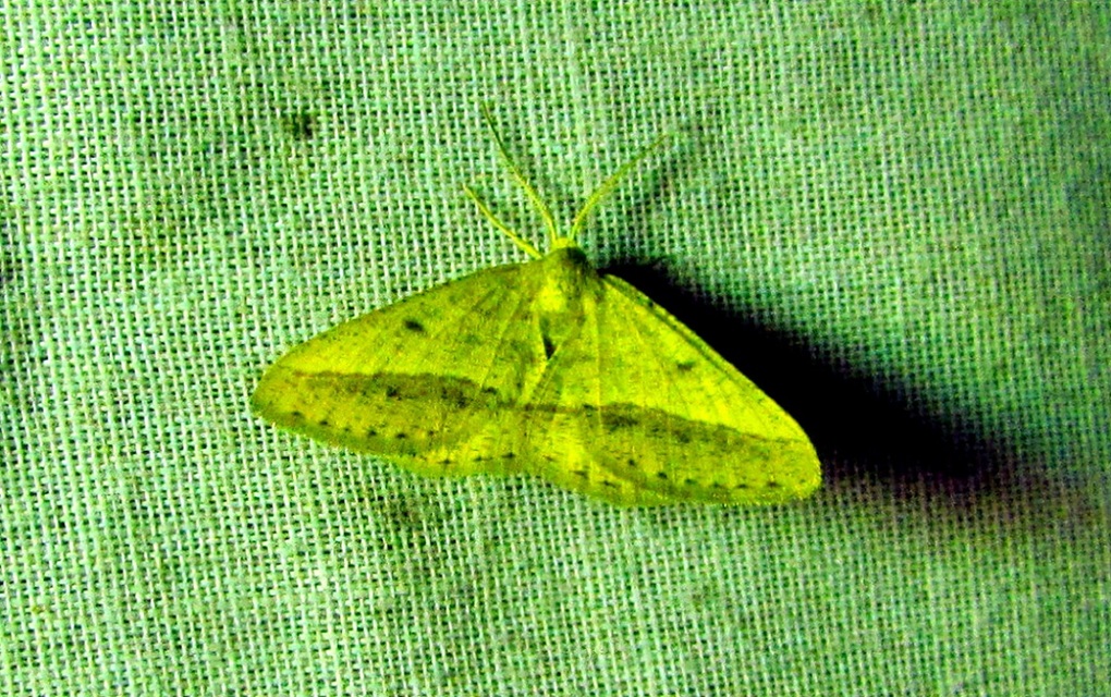 Tephrina arenacearia - lucerna-araszoló