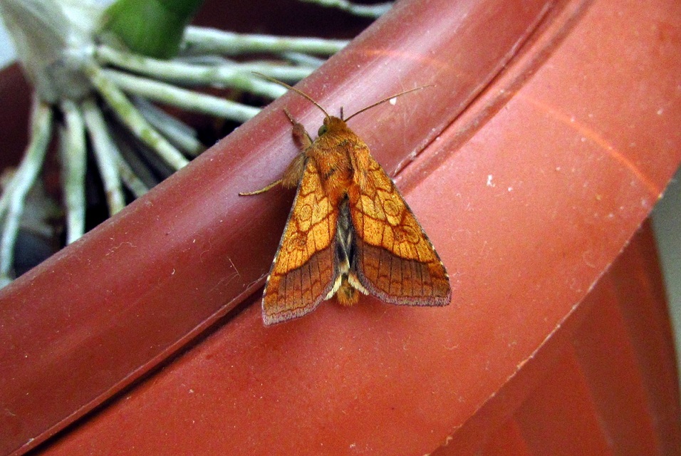 Pyrrhia umbra - iglicebagoly