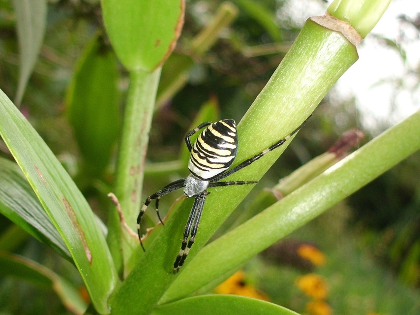 Argiope bruennichi - darázspók