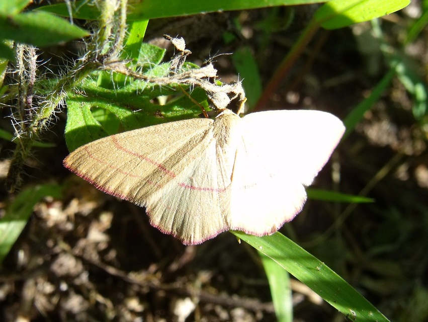Rhodostrophia vibicaria - pirosszélű araszoló