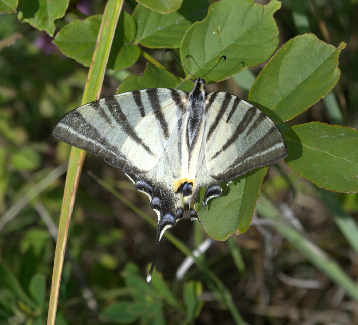 Iphiclides podalirius - kardoslepke