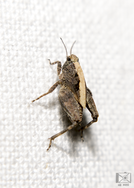 Tetrix tenuicornis - vékonycsápú tövishátúsáska